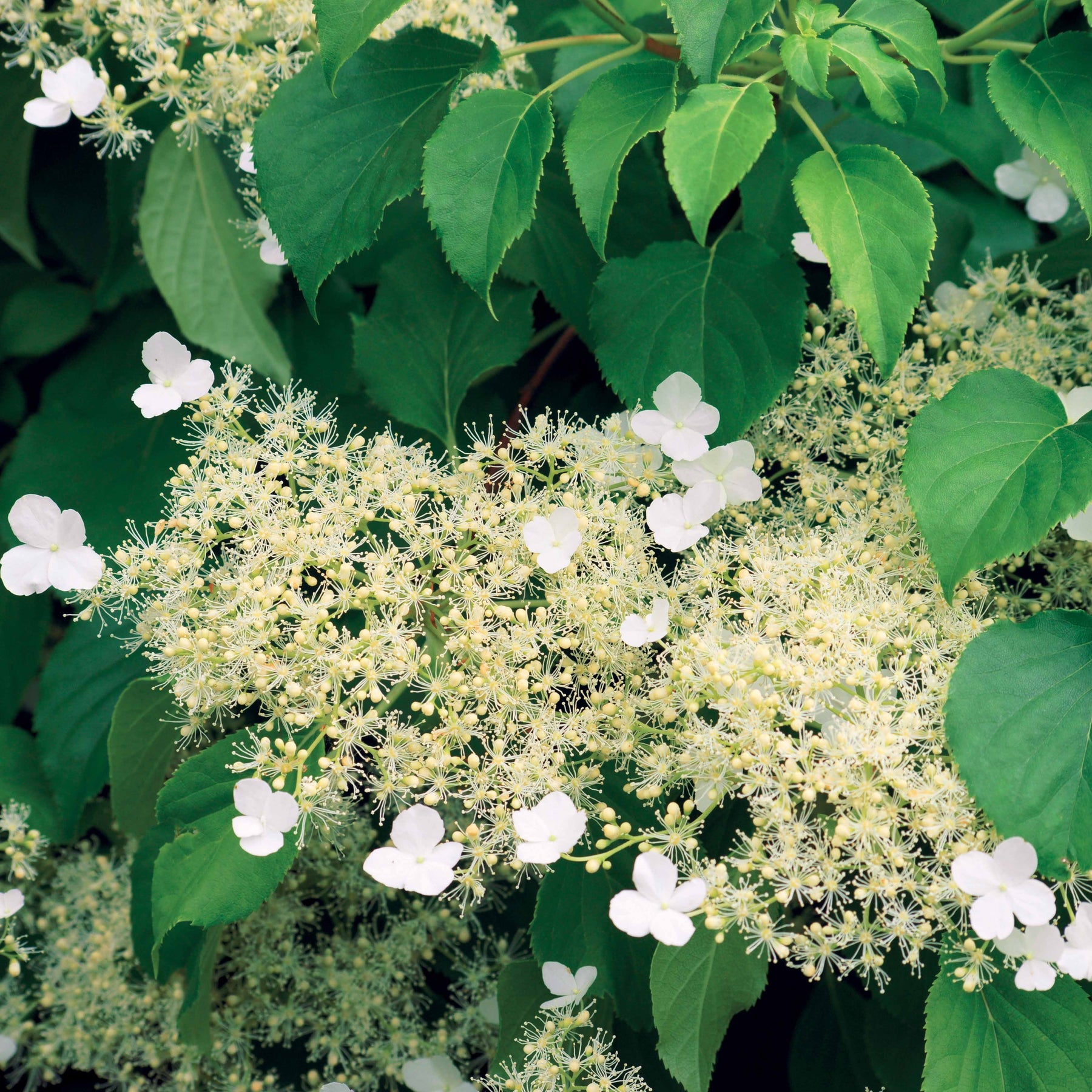 Hortensia grimpant - Hydrangea anomala petiolaris