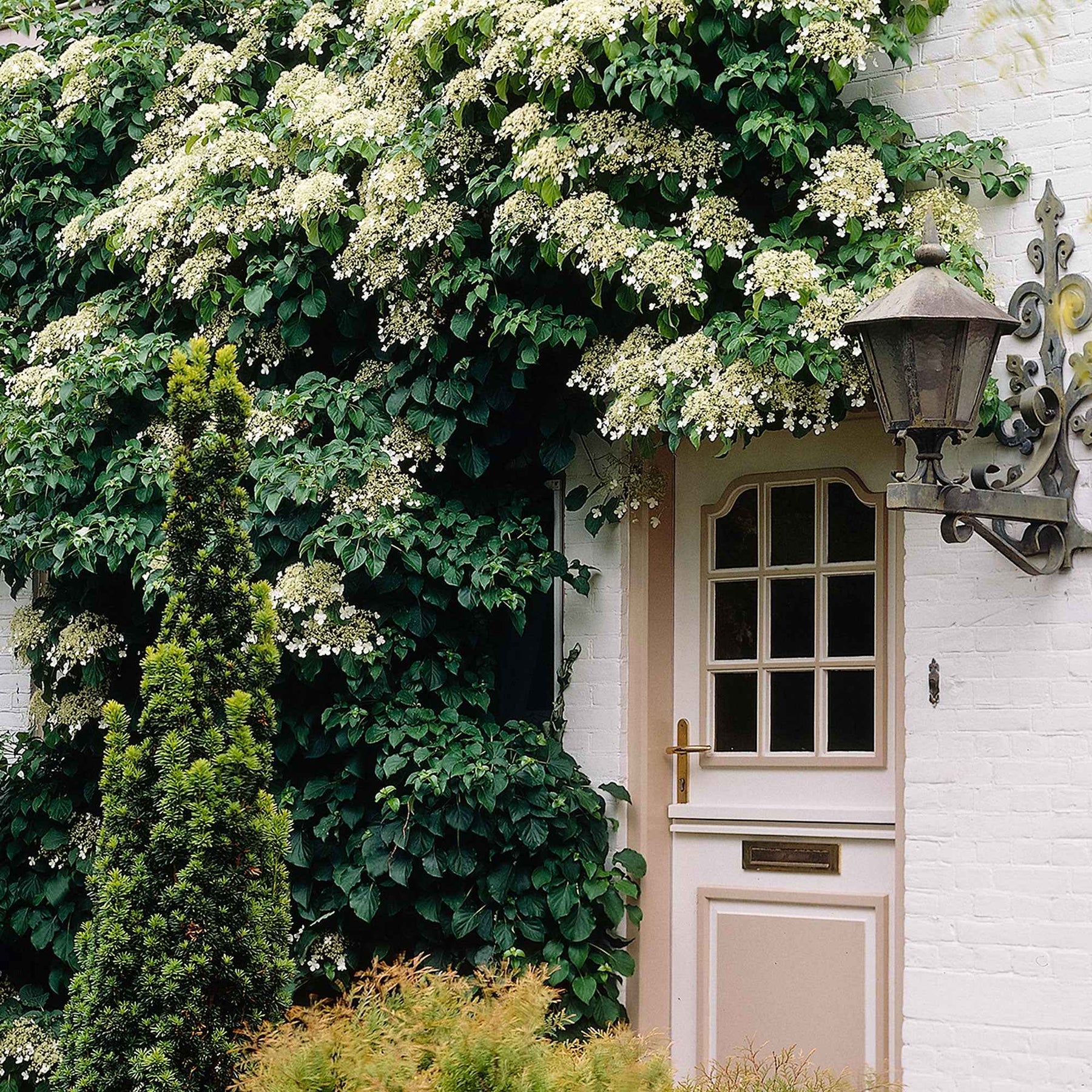 Hortensia grimpant - Hydrangea anomala petiolaris - Plantes