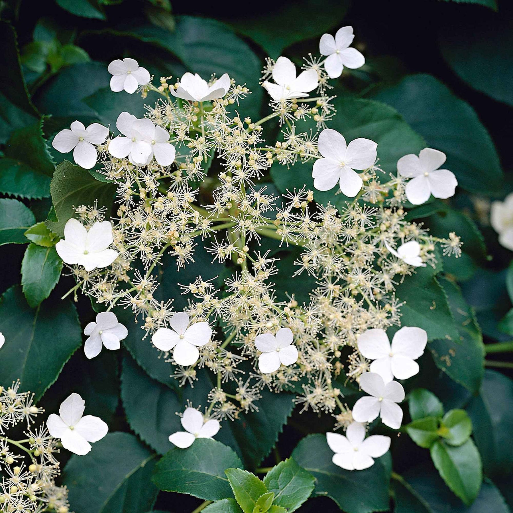 Hortensia grimpant - Hydrangea anomala petiolaris - Willemse