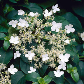 Hortensia grimpant - Hydrangea anomala petiolaris - Willemse