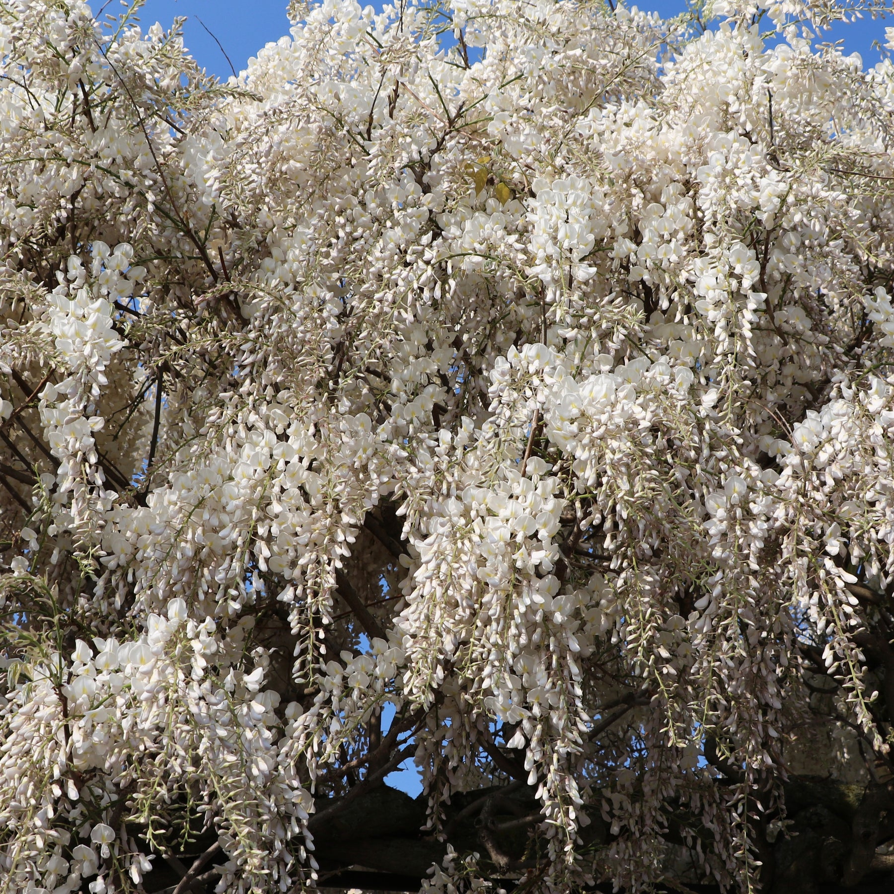 Glycine blanche - Willemse