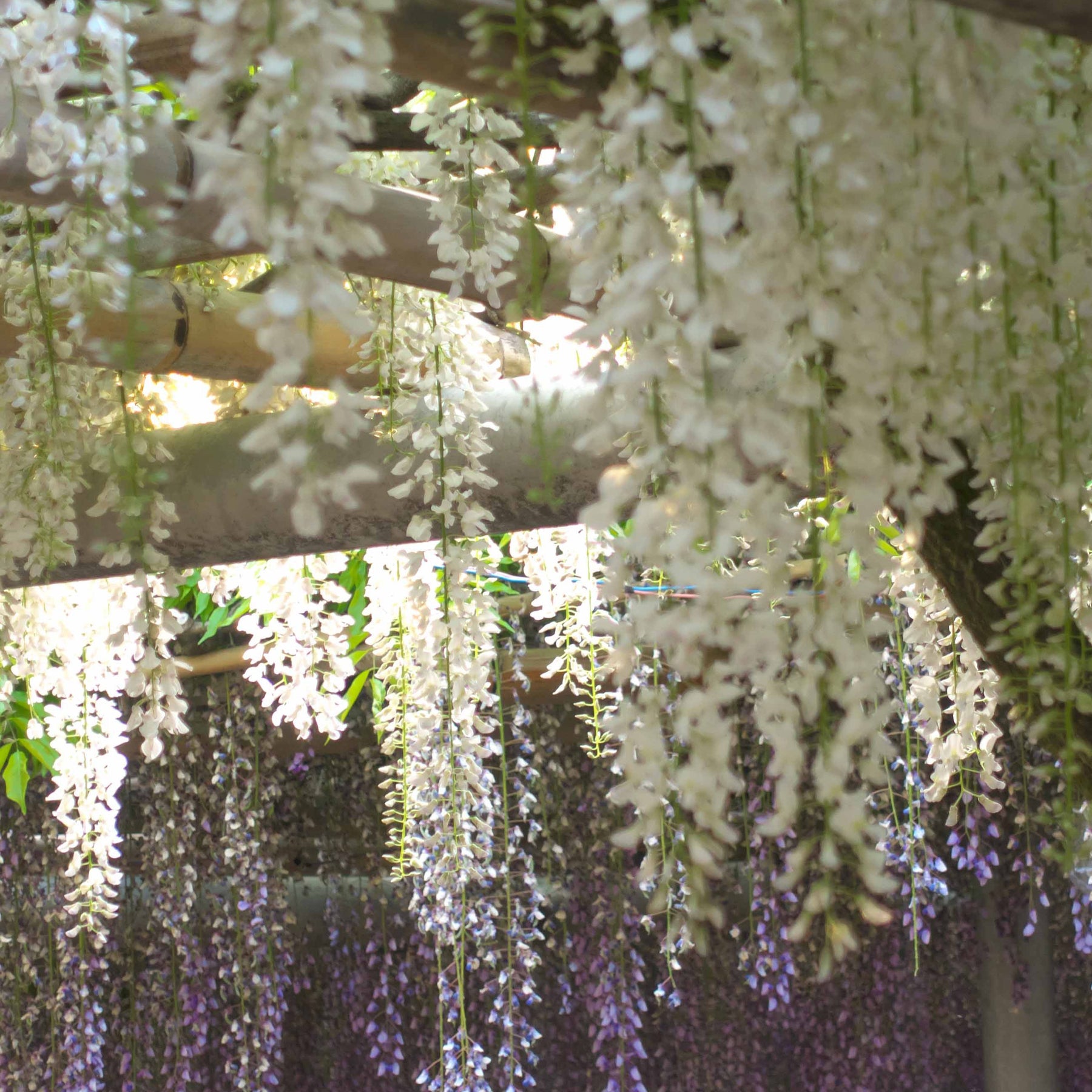 Glycine blanche - Wisteria sinensis alba - Willemse