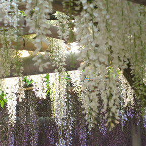 Glycine blanche - Wisteria sinensis alba - Willemse