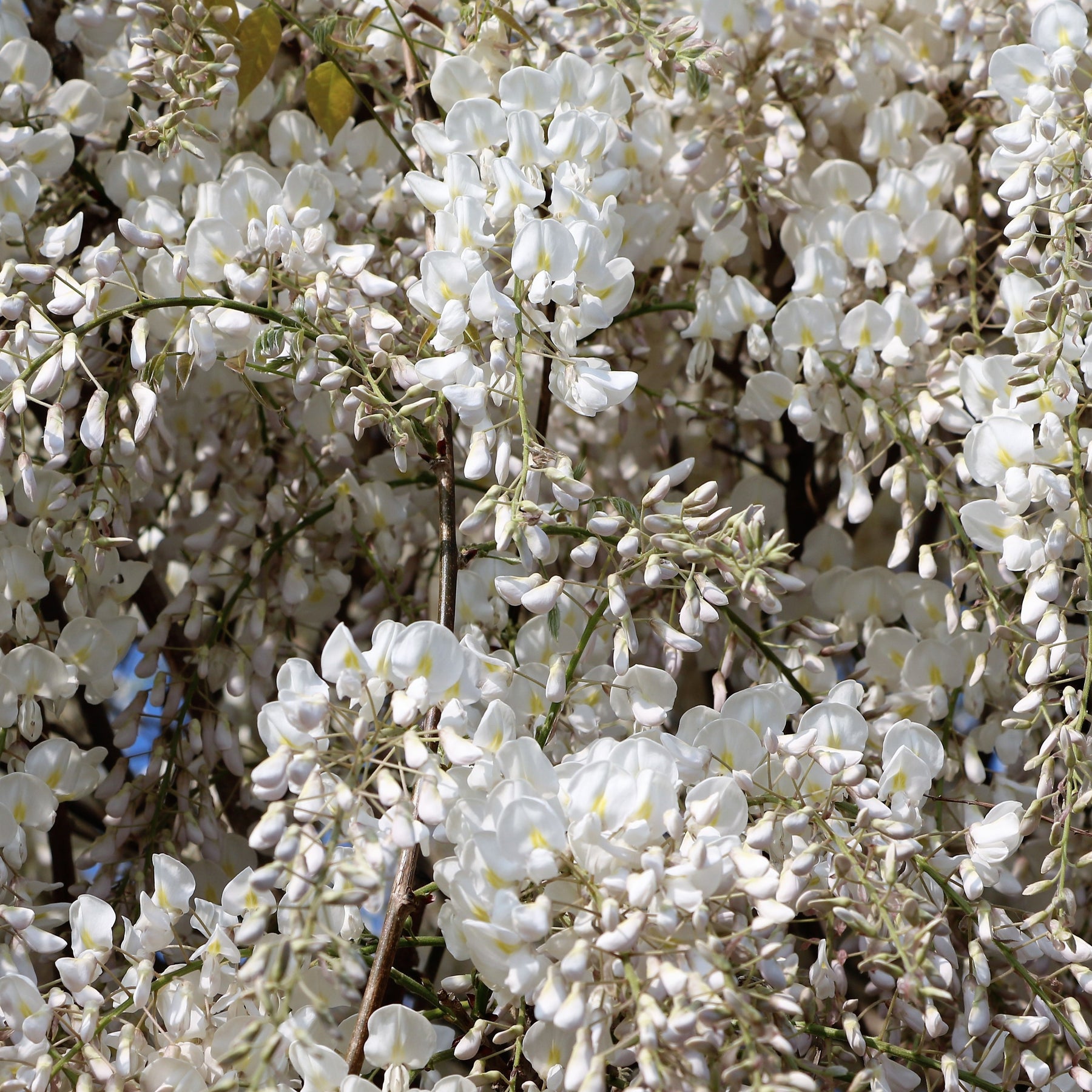 Wisteria sinensis alba - Glycine blanche - Glycines