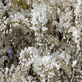 Wisteria sinensis alba - Glycine blanche - Glycines