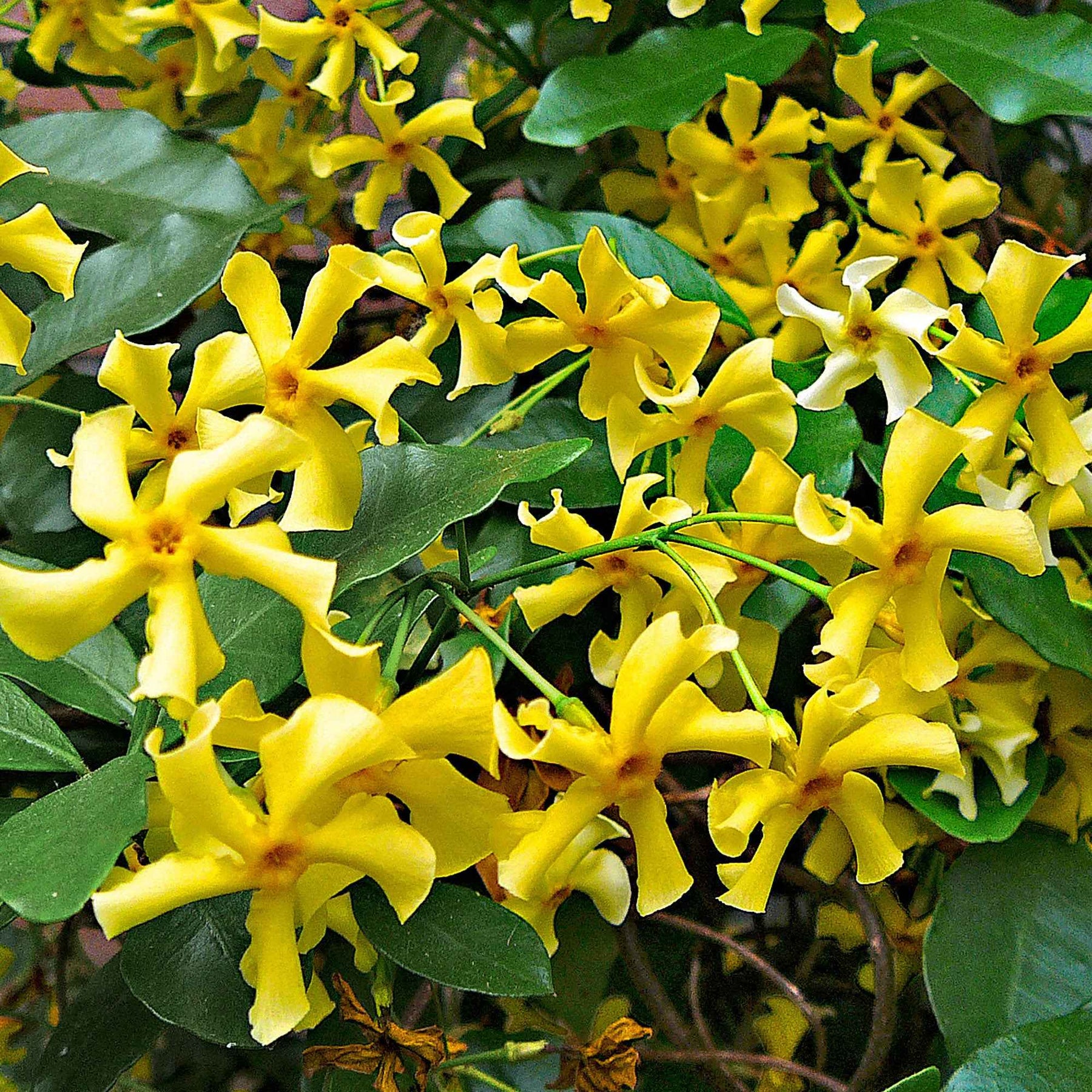 Jasmin étoilé Star of Toscane - Trachelospermum jasminoides Star of Toscane - Willemse