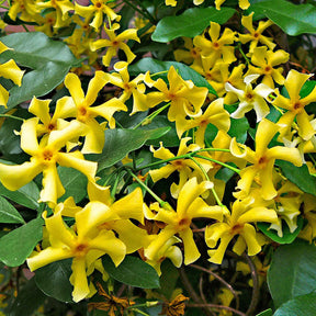 Jasmin étoilé Star of Toscane - Trachelospermum jasminoides Star of Toscane - Willemse