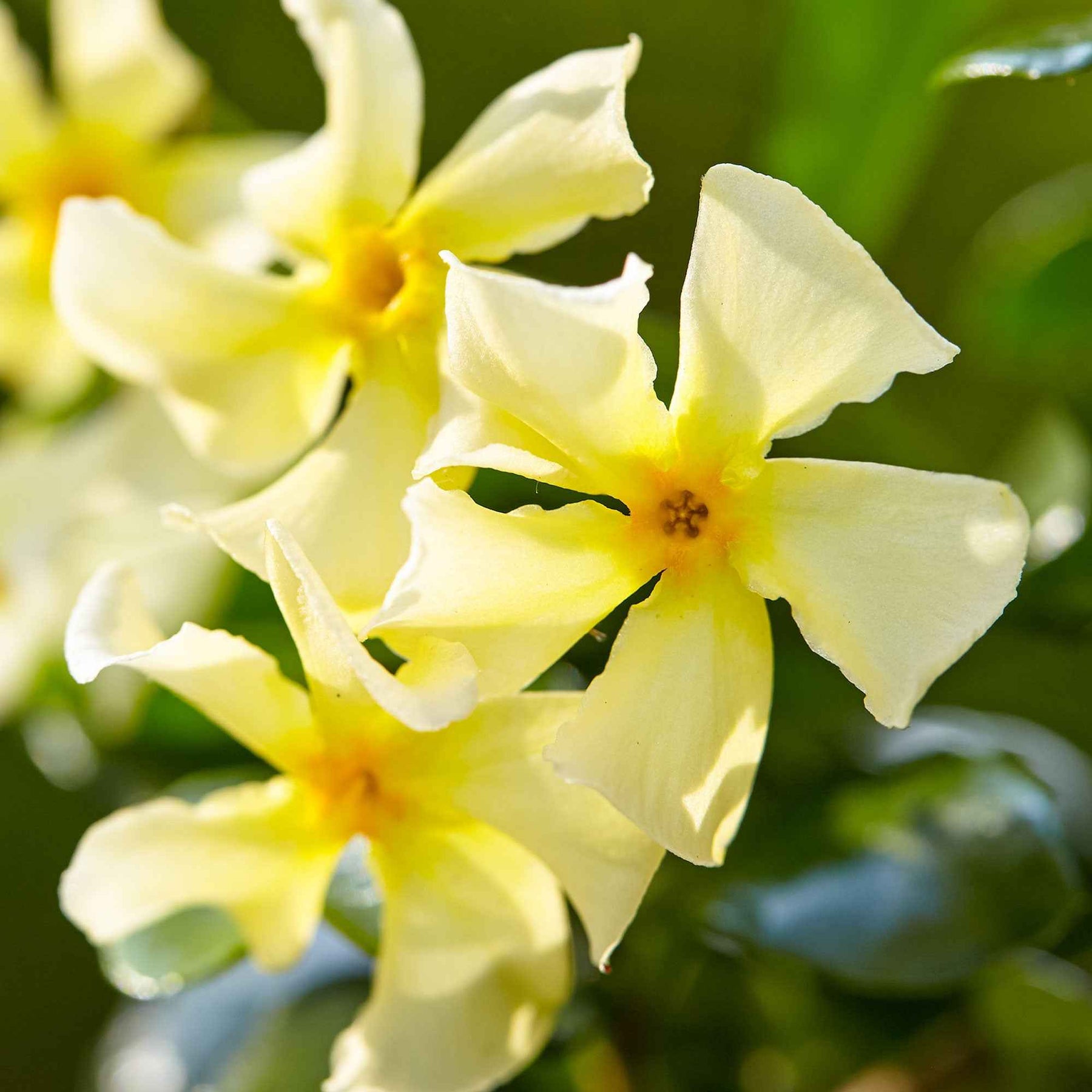 Trachelospermum jasminoides Star of Toscane - Jasmin étoilé Star of Toscane - Jasmins