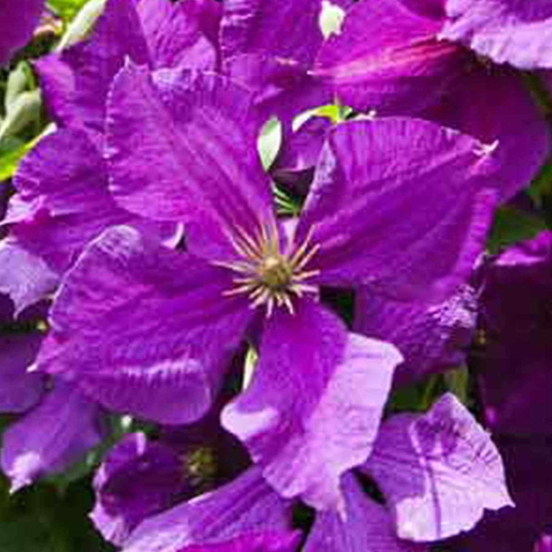 Clematis Jackmanii - Clématite Jackmanii - Clématites