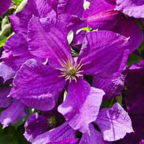 Clematis Jackmanii - Clématite Jackmanii - Clématites