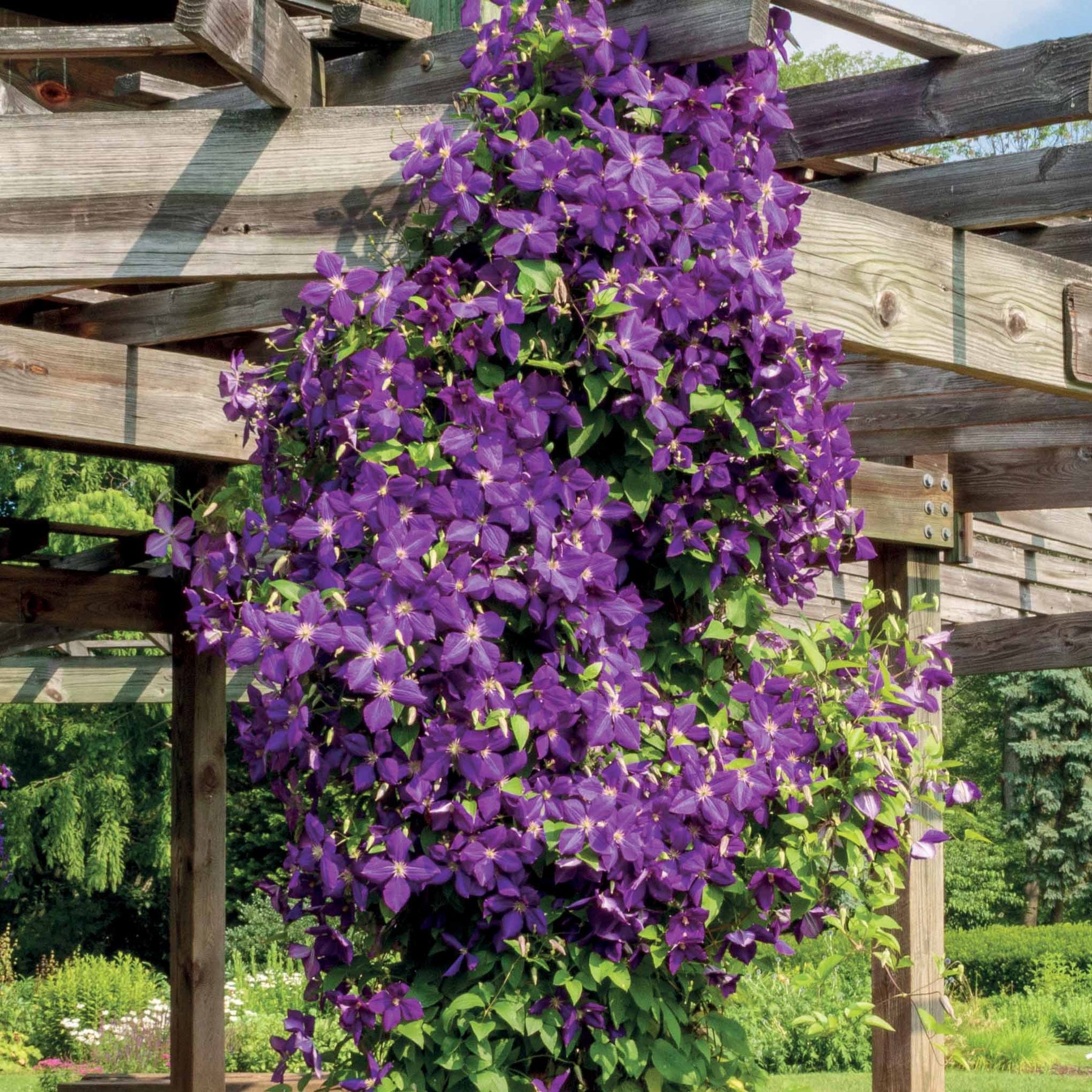 Clématite Jackmanii - Clematis Jackmanii - Willemse