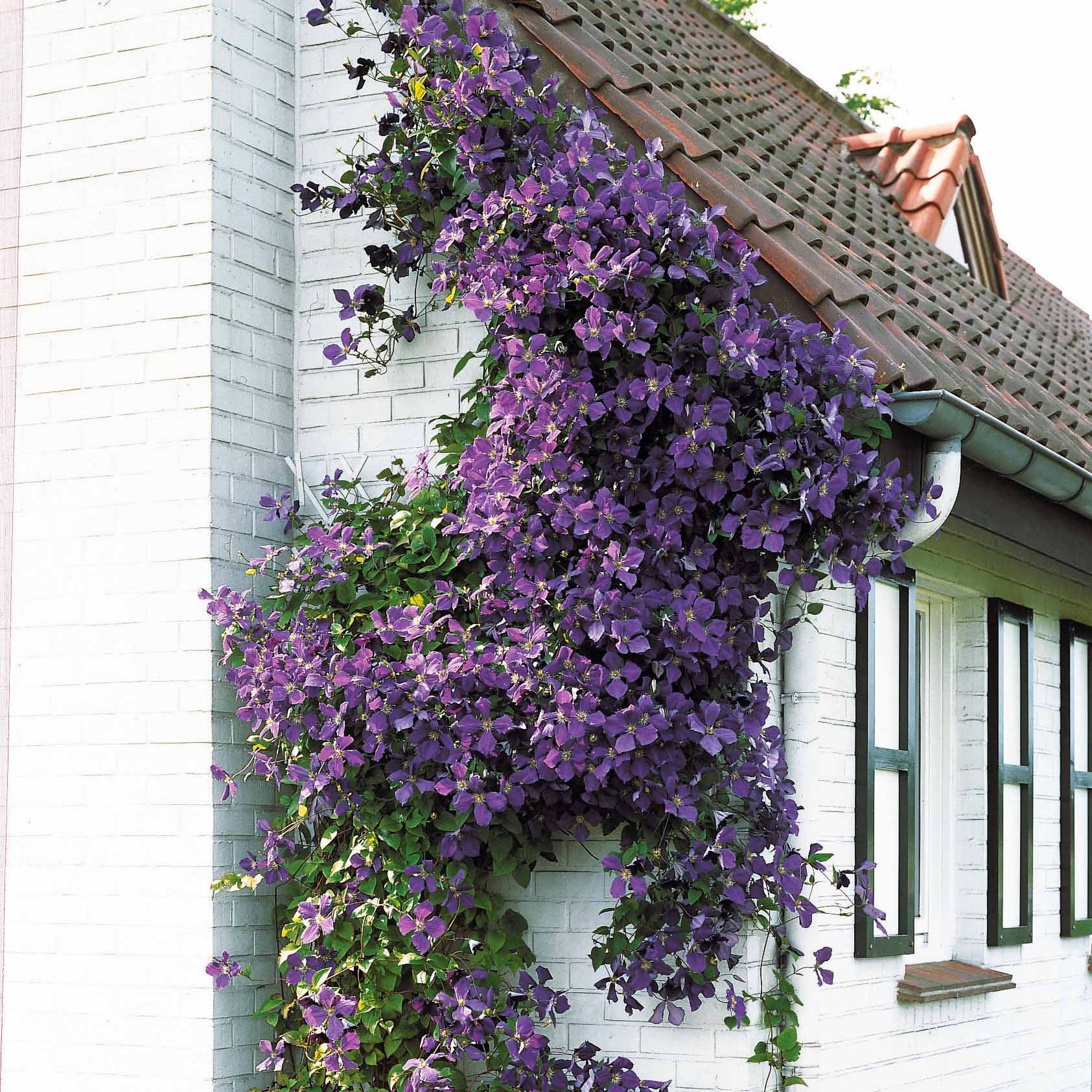 Vente Clématite Jackmanii - Clematis Jackmanii