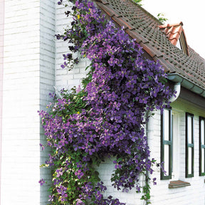 Vente Clématite Jackmanii - Clematis Jackmanii