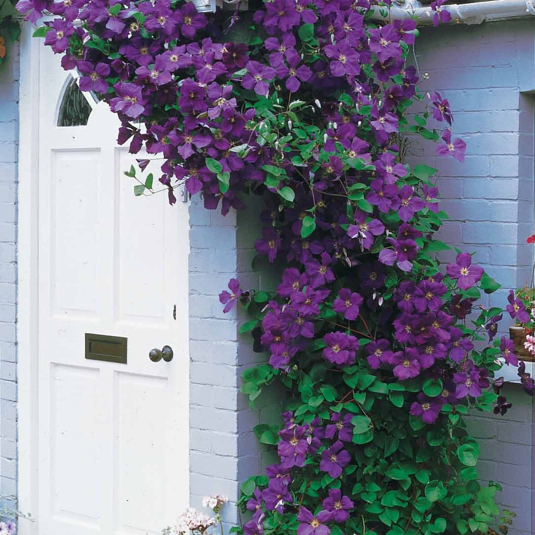 Clématites - Clématite Jackmanii - Clematis Jackmanii