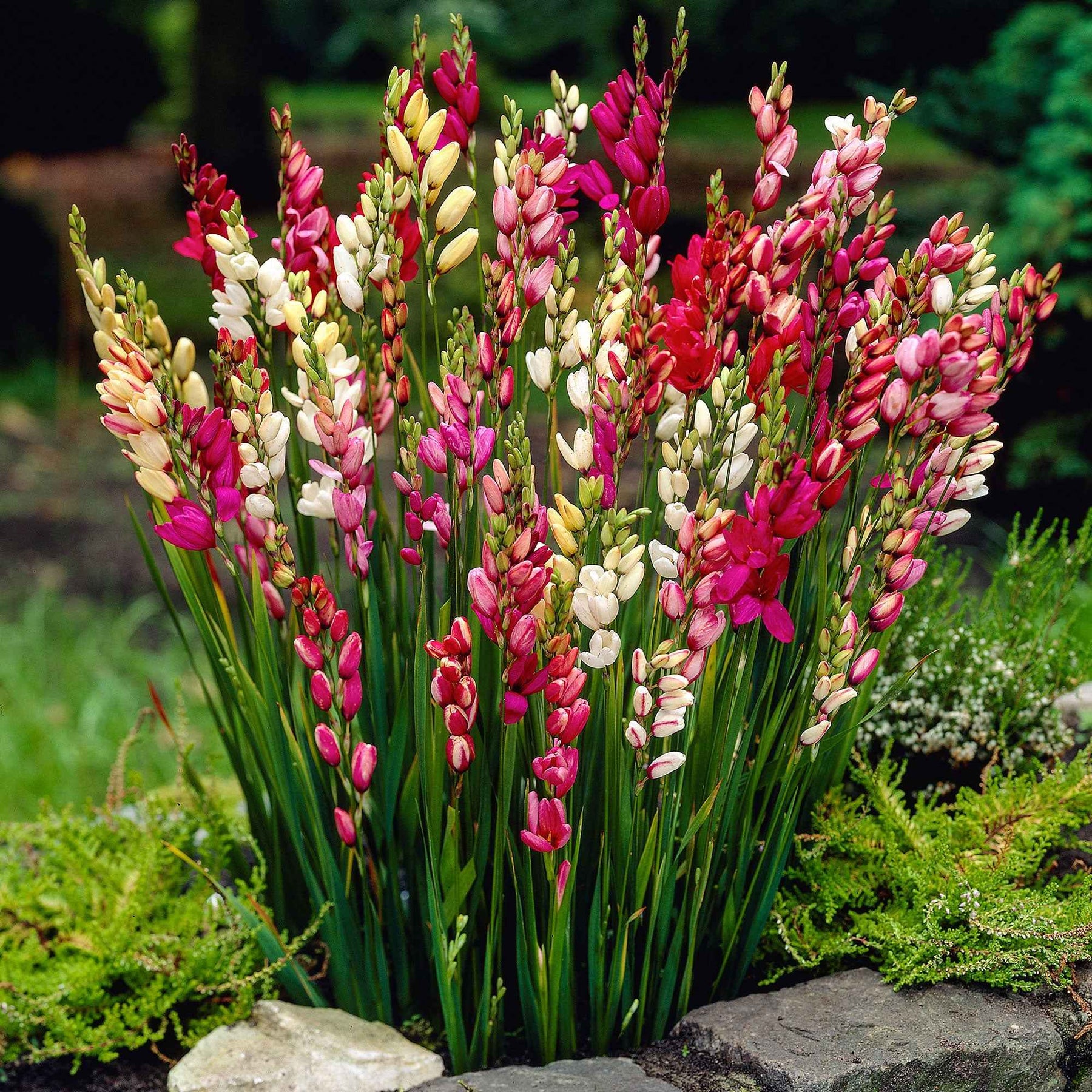 Ixia - Ixias en mélange - Ixia