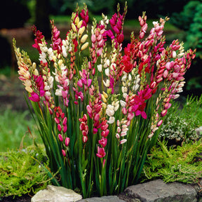 Ixia - Ixias en mélange - Ixia