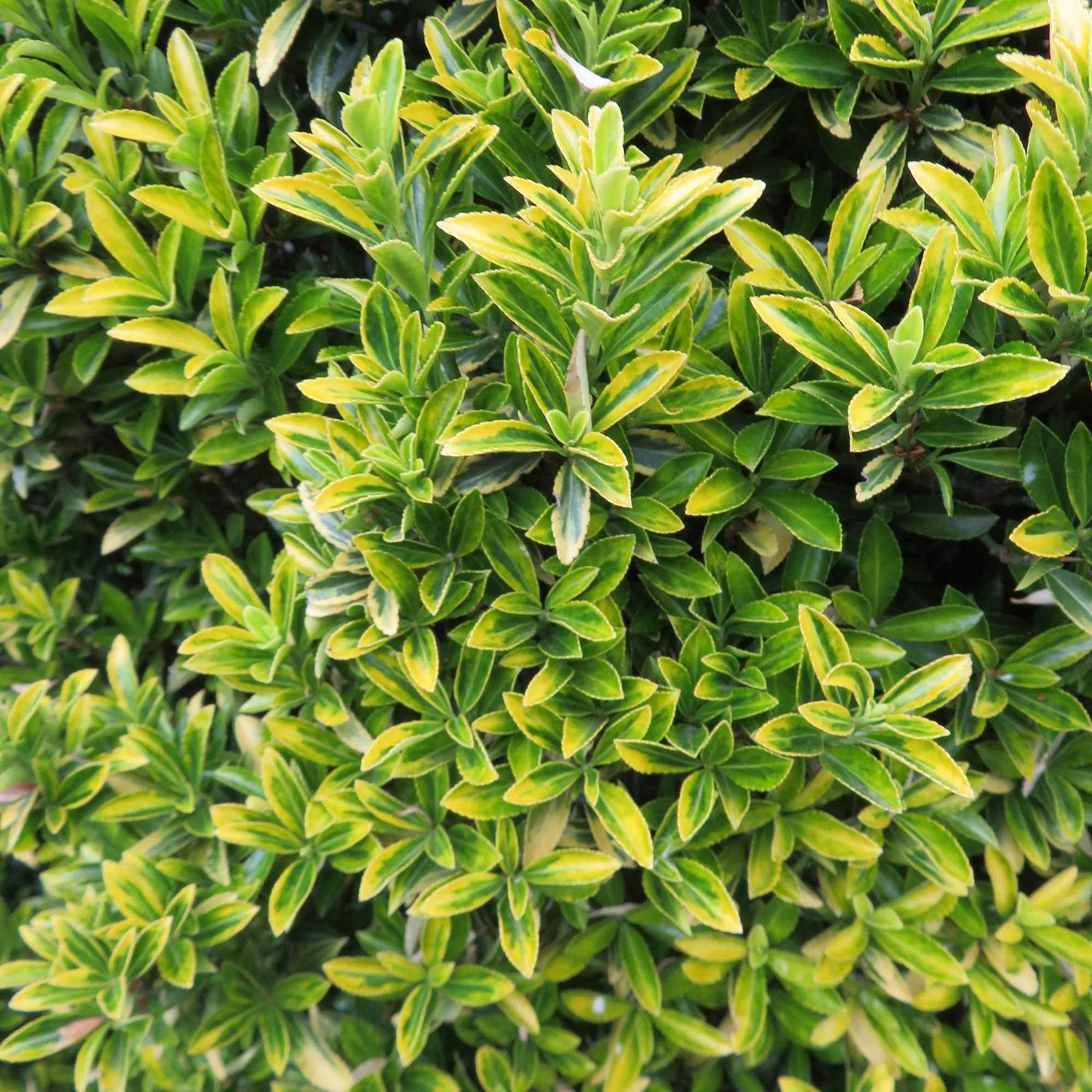 Euonymus japonicus microphyllus Aureovariegatus - Fusain du Japon aureovariegatus - Fusain du Japon