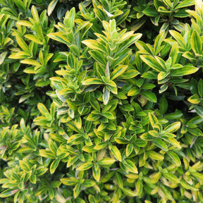 Euonymus japonicus microphyllus Aureovariegatus - Fusain du Japon aureovariegatus - Fusain du Japon