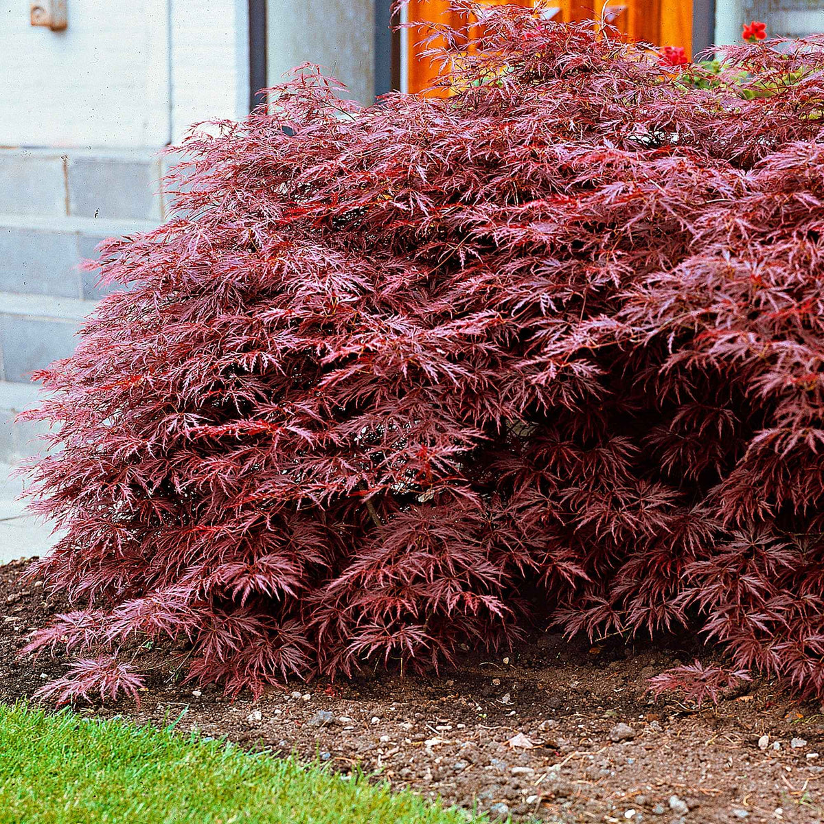 Erable du Japon Garnet - Willemse