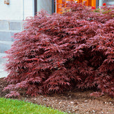 Erable du Japon Garnet - Willemse