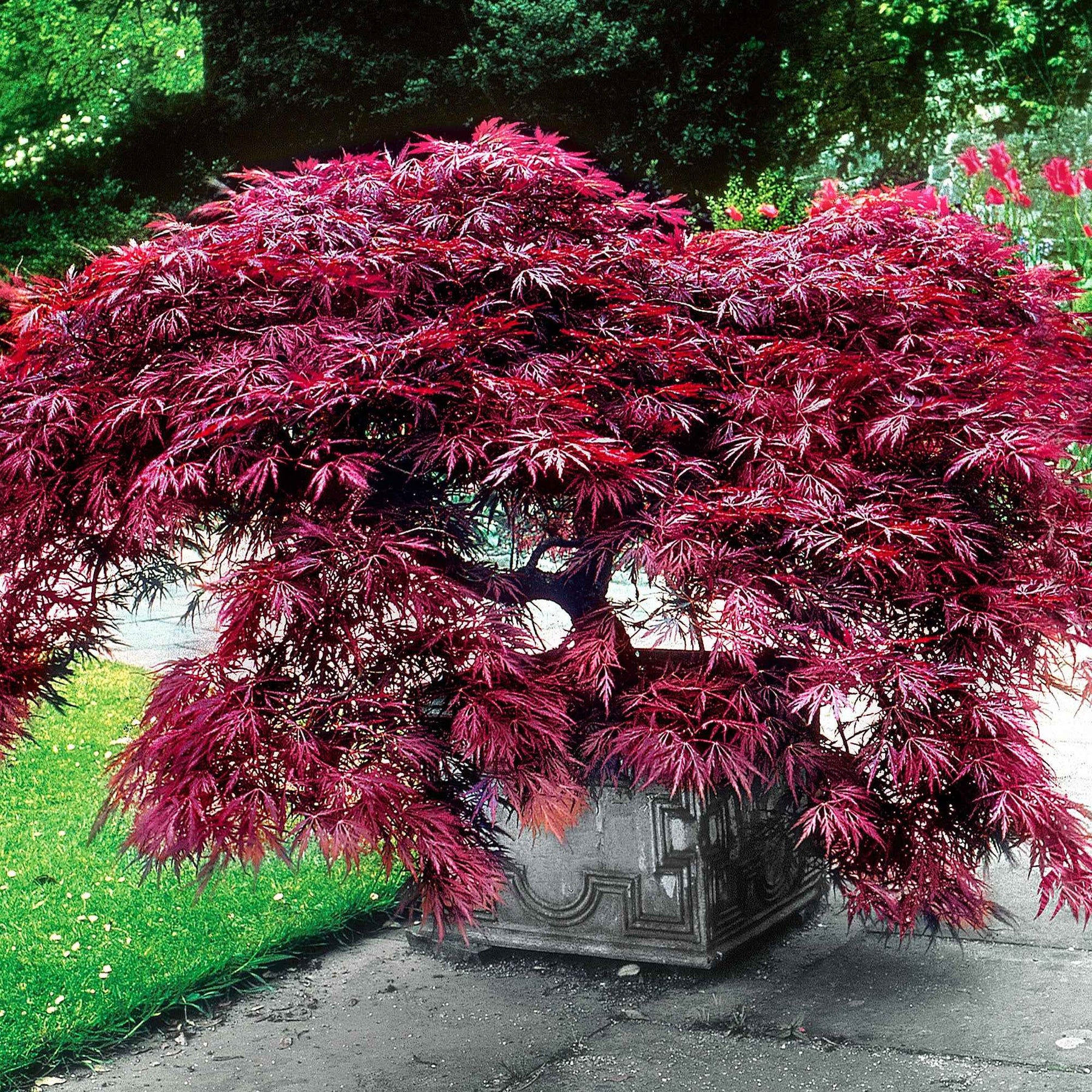 Erable du Japon Garnet - Erable du Japon - Willemse