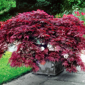 Erable du Japon Garnet - Erable du Japon - Willemse