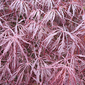 Erable du Japon - Erable du Japon Garnet - Acer palmatum dissectum Garnet