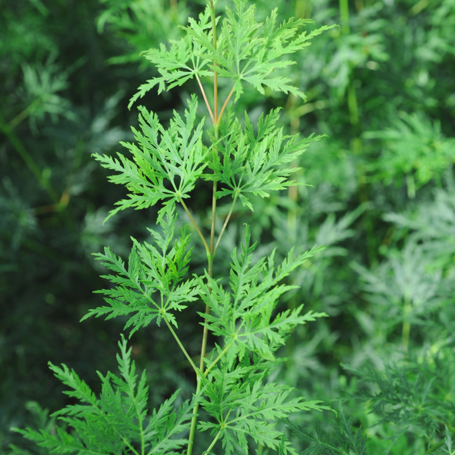 Erable du Japon - Erable du Japon Emerald Lace - Acer palmatum emerald lace