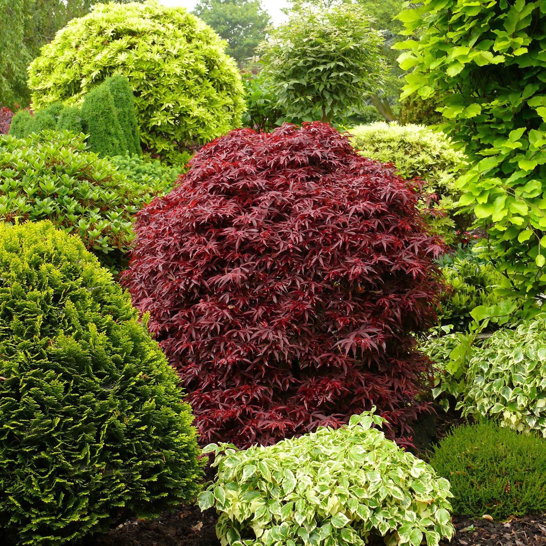 Vente Erable du Japon Shaina - Acer palmatum Shaina