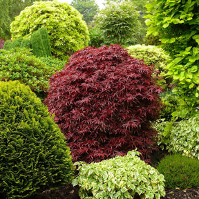 Vente Erable du Japon Shaina - Acer palmatum Shaina