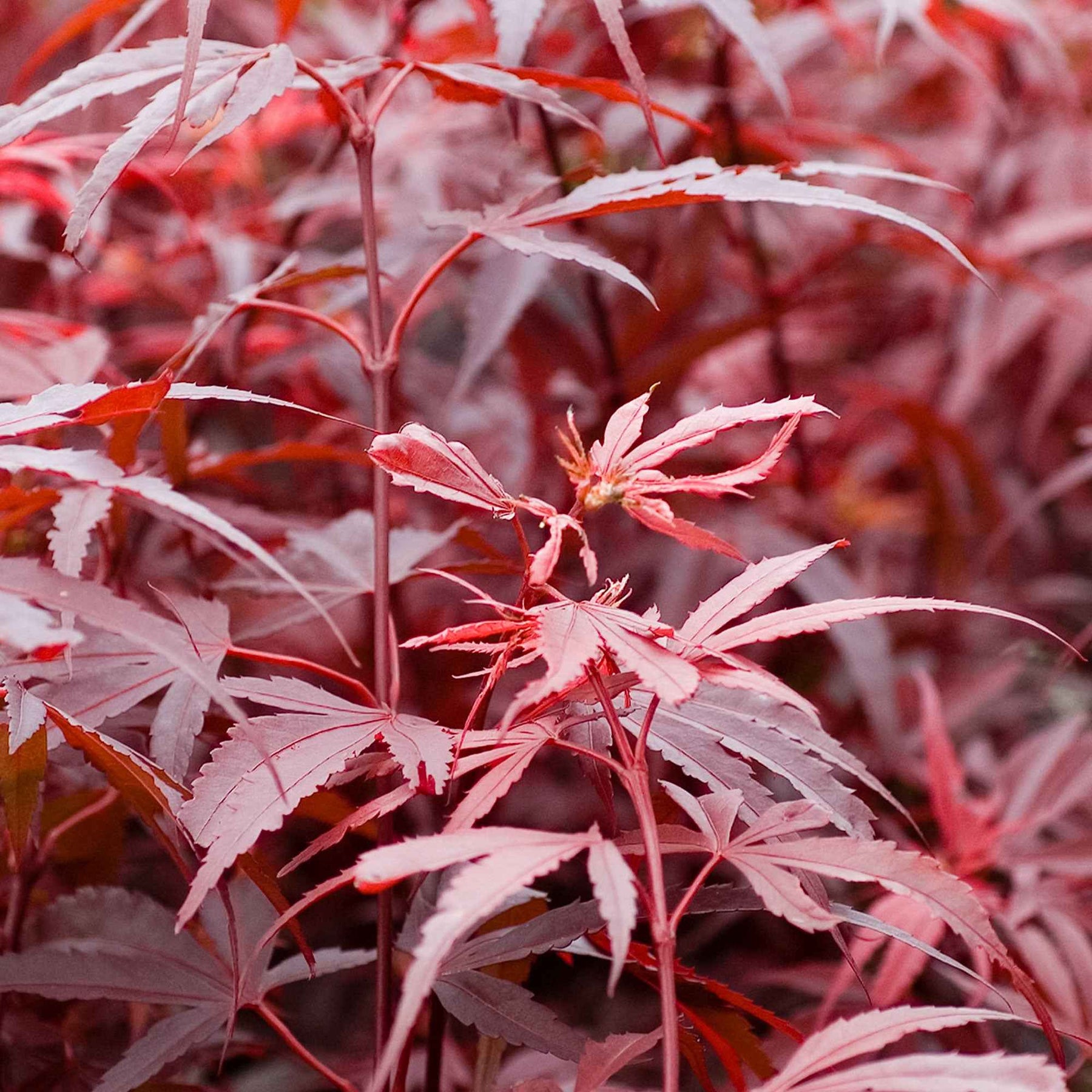 Vente Erable du Japon Shaina