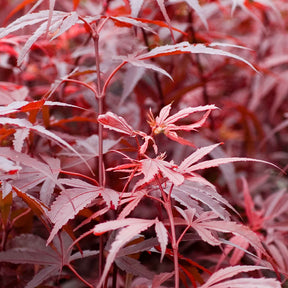 Vente Erable du Japon Shaina