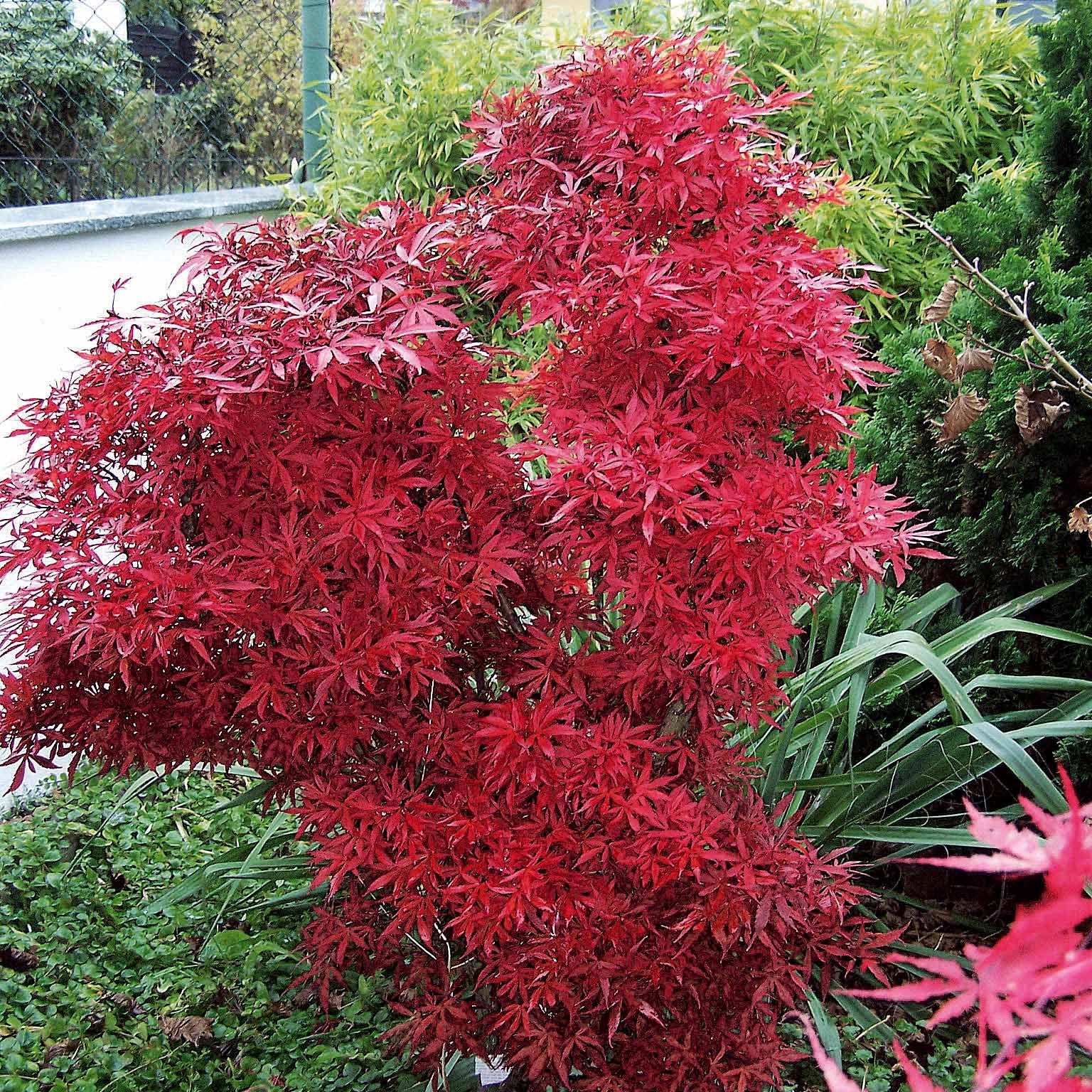 Erable du Japon Shaina - Willemse