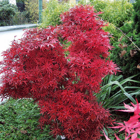 Erable du Japon Shaina - Willemse