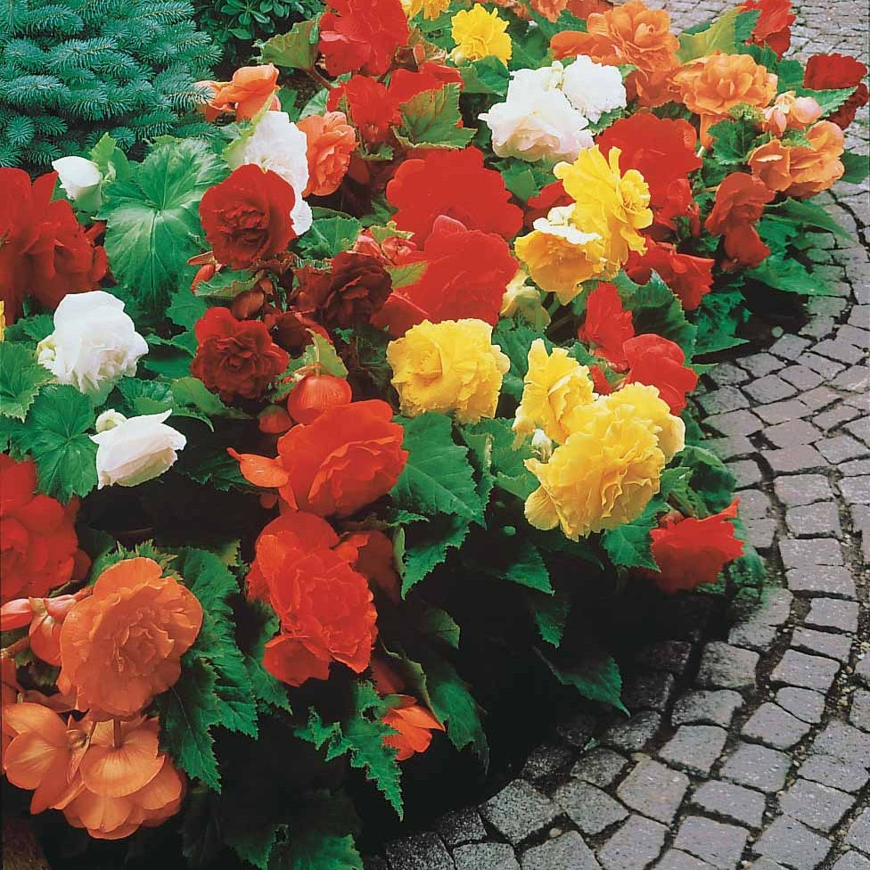 24 Bégonias tubéreux doubles en mélange - Begonia tuberhybrida - Willemse