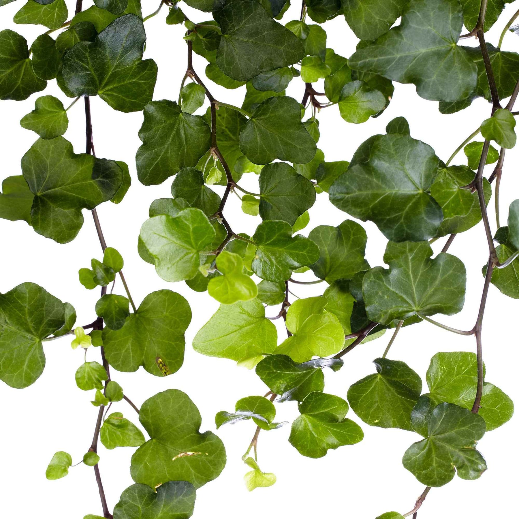Hedera helix wonder - Lierre commun Wonder - Lierre