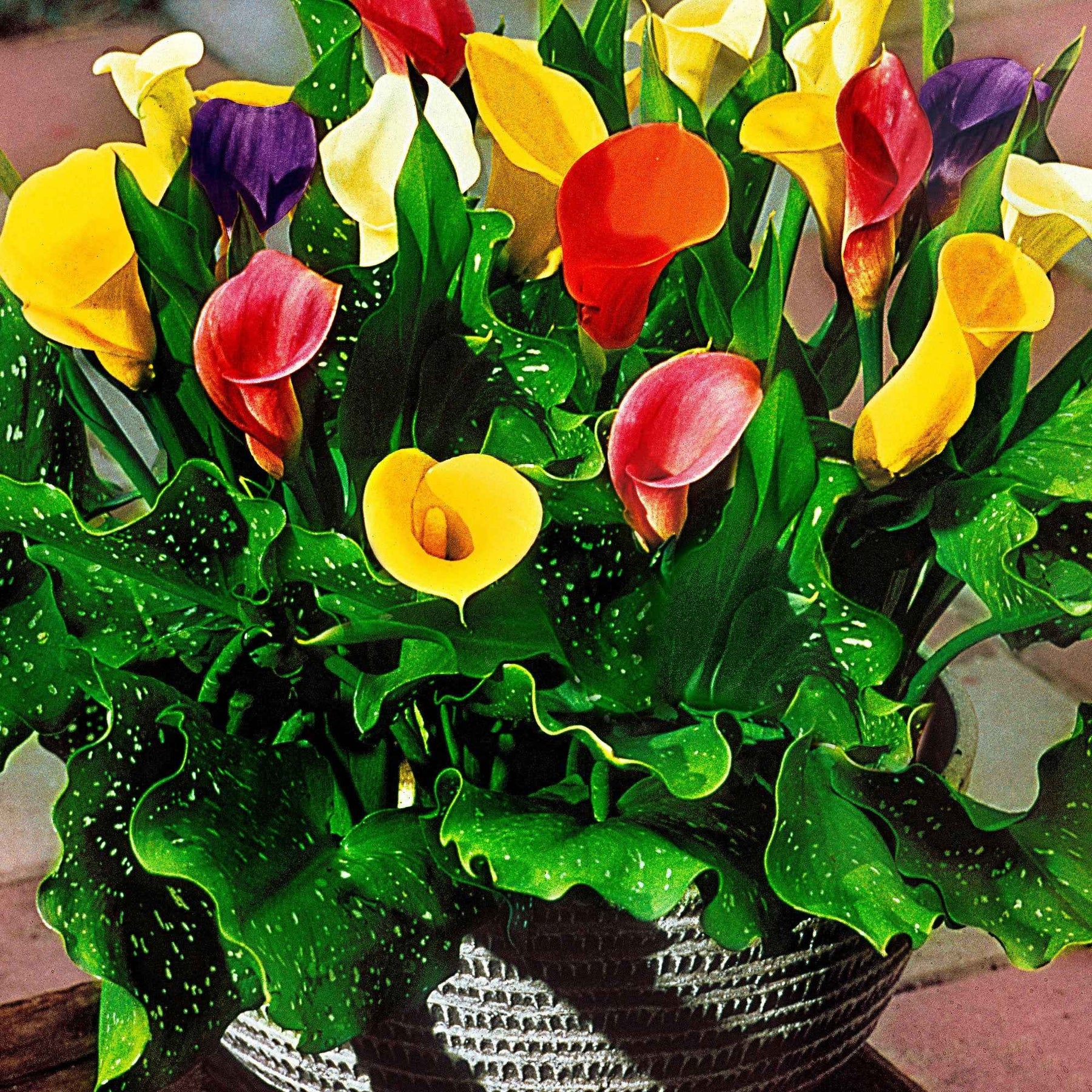 3 Arums en mélange : jaune, rouge, rose - Zantedeschia 'summer time' - Willemse