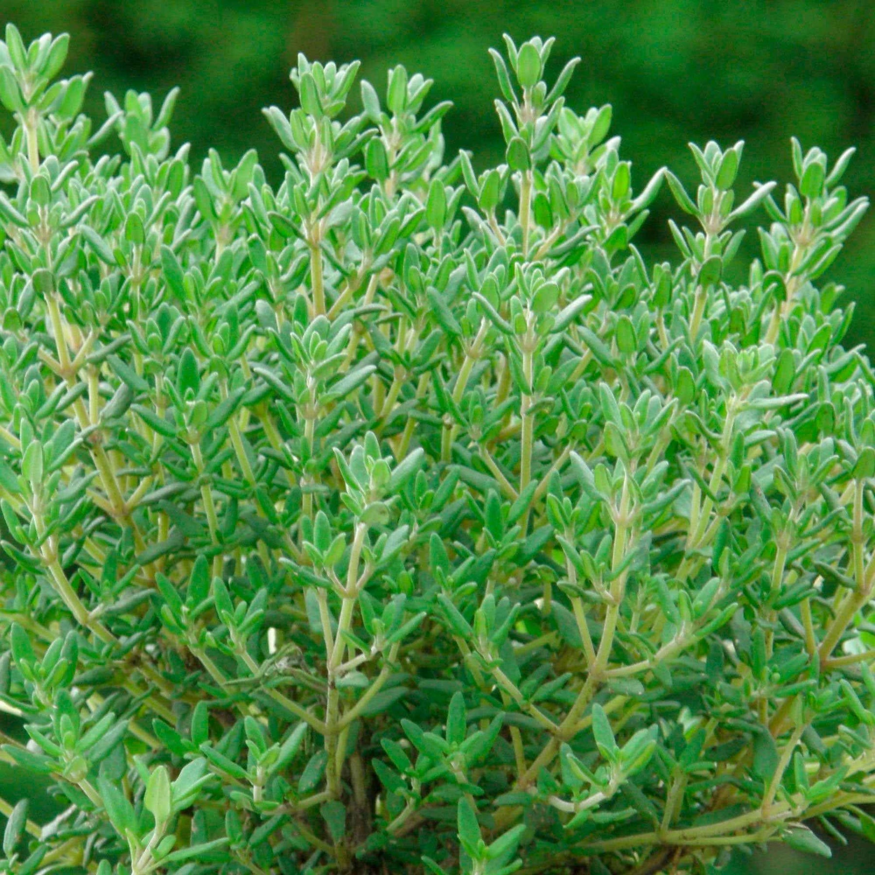 Thymus vulgaris compactus - Thym commun Compactus Thym nain - Thym