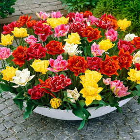 20 Tulipes doubles Murillo en mélange - Tulipa murillo - Willemse