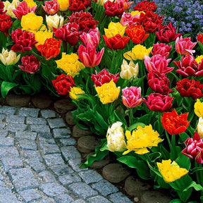Tulipa murillo - 20 Tulipes doubles Murillo en mélange - Tulipe