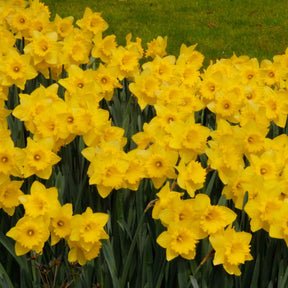 Vente 5 Narcisses Dutch Master - Narcissus 'dutch master'