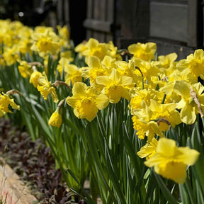 Narcissus 'dutch master' - 5 Narcisses Dutch Master - Narcisse