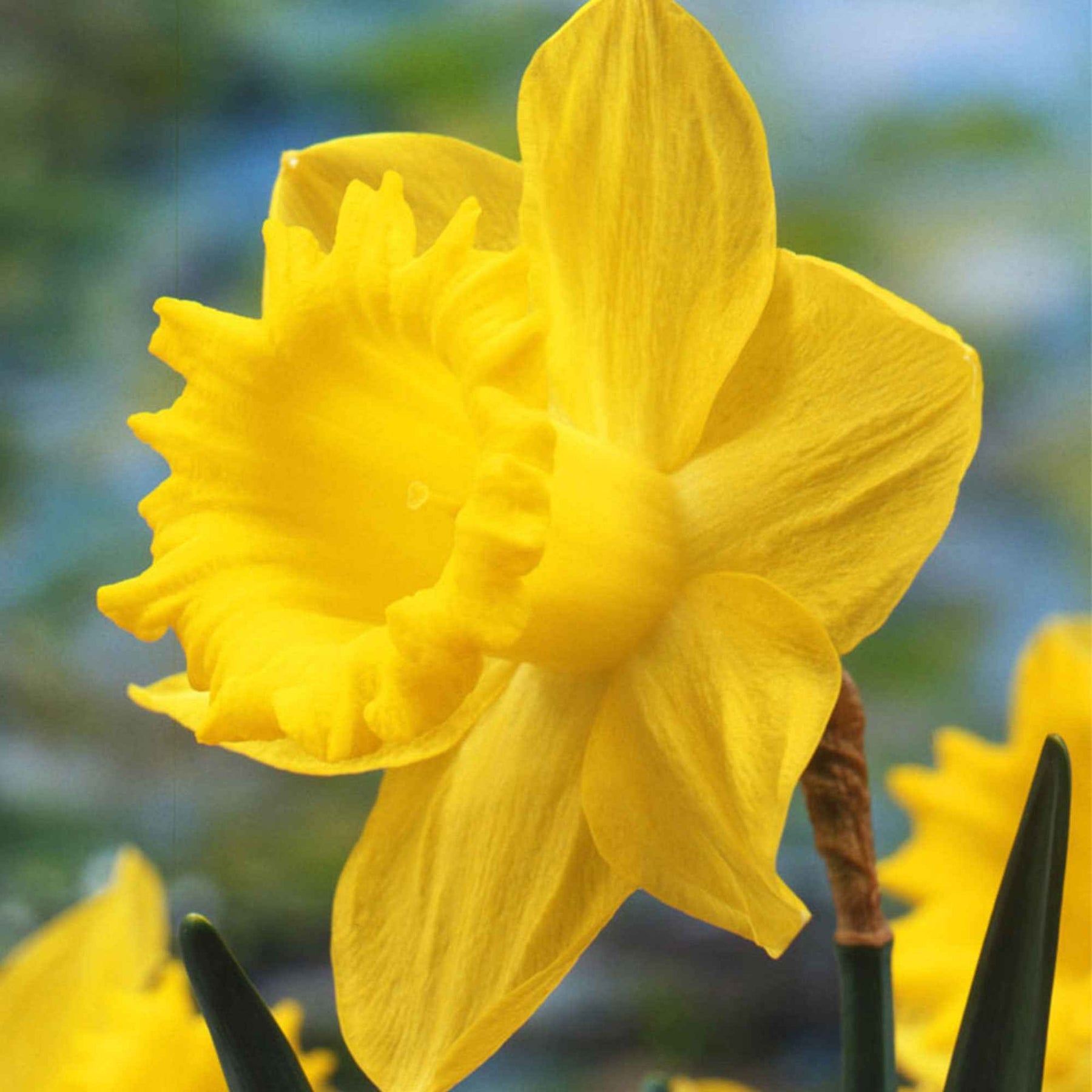 5 Narcisses Dutch Master - Narcissus 'dutch master' - Willemse