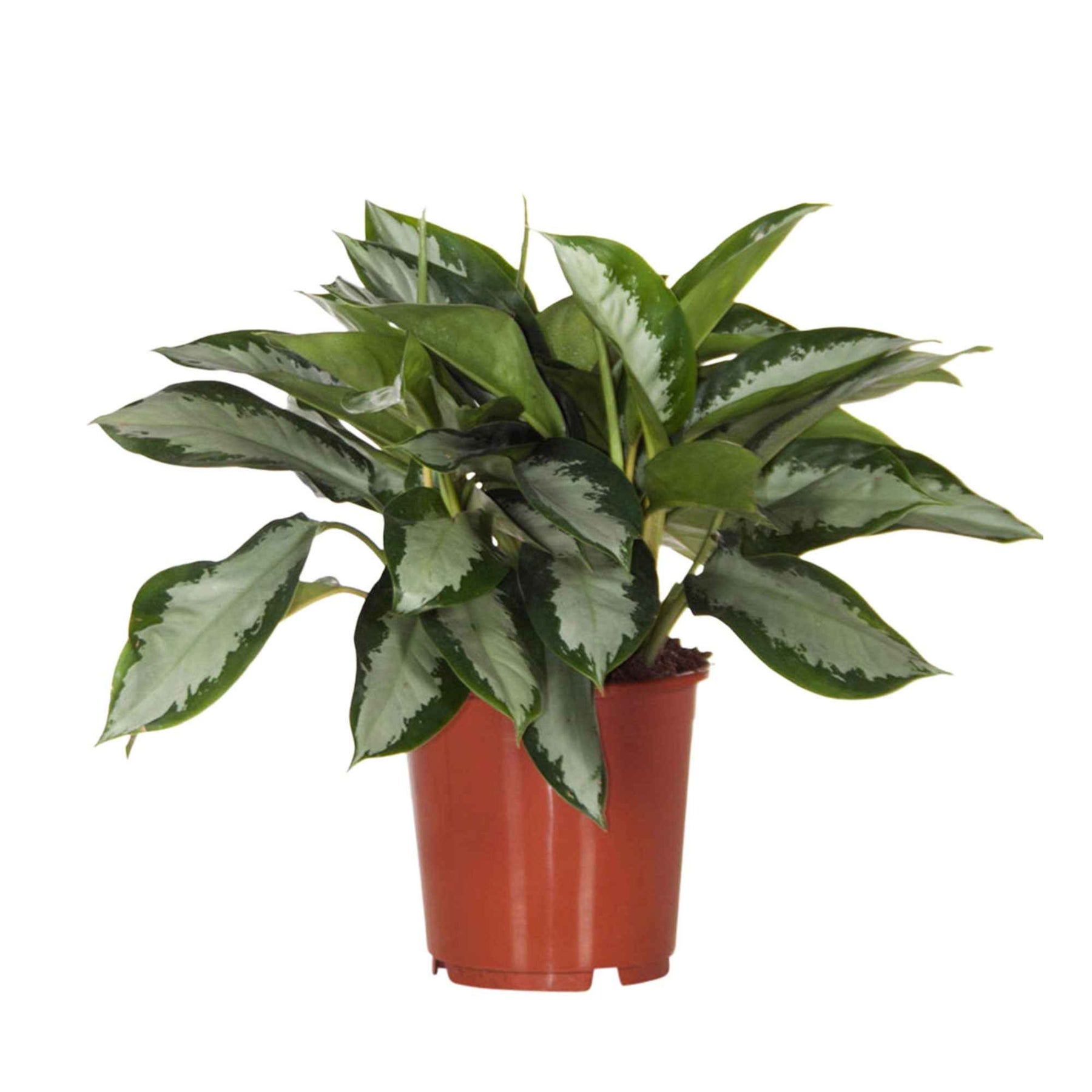 Aglaonema silver bay - Aglaonema Silver Bay - Aglaonema