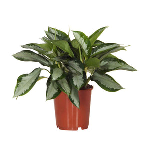 Aglaonema silver bay - Aglaonema Silver Bay - Aglaonema