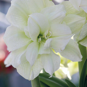 Amaryllis White Nymph - Willemse