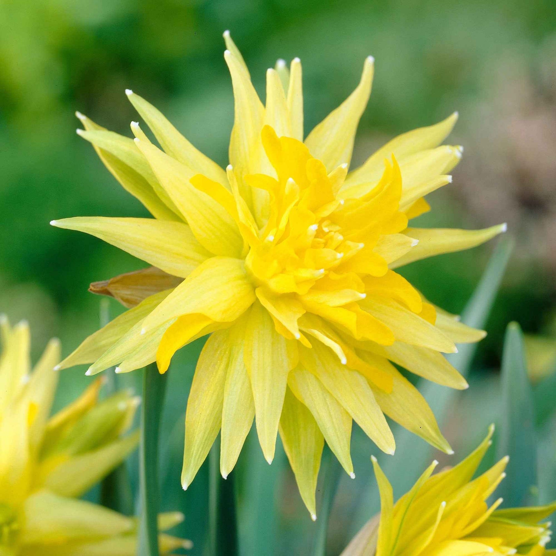 5 Mini-narcisses Rip van Winkle - Willemse