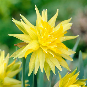 5 Mini-narcisses Rip van Winkle - Willemse