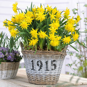 5 Mini-narcisses Rip van Winkle - Narcissus Rip van Winkle - Willemse