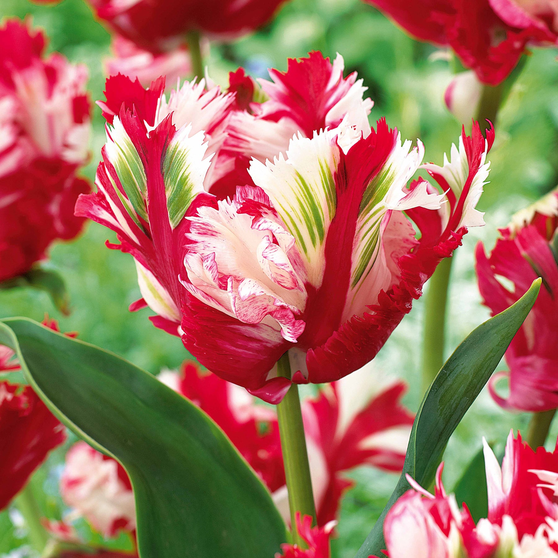 10 Tulipes perroquet Estella Rijnveld - Willemse